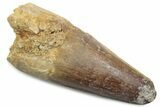 Fossil Spinosaurus Tooth - Feeding Worn Tip #381100-1